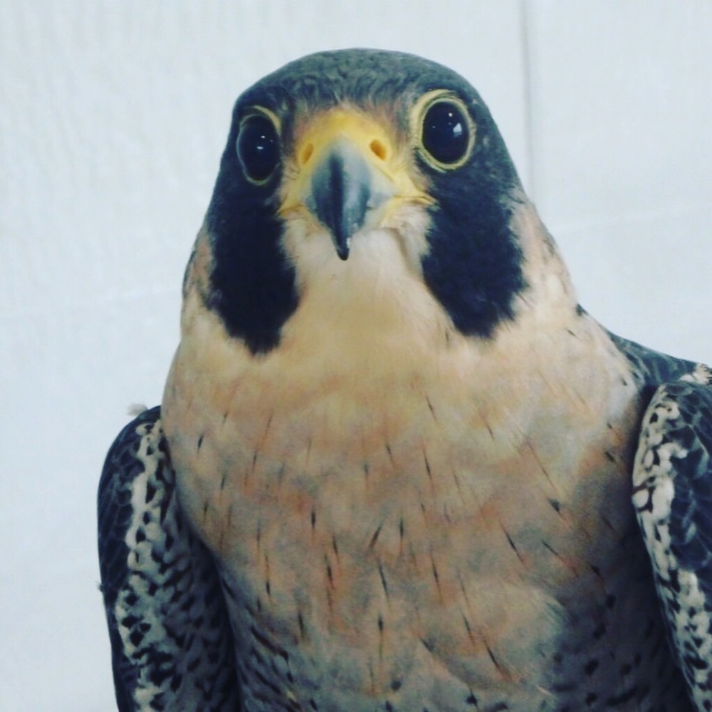 Meet your Posher, Bob